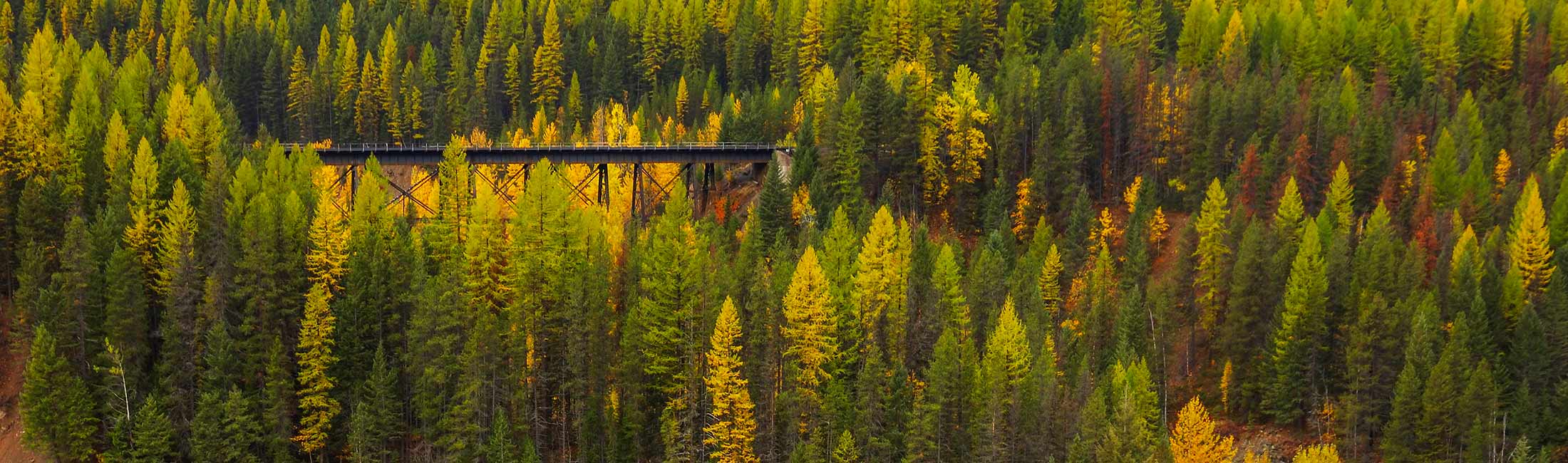 Tamarack Trees provide beautiful colors in Glacier National Park, Montana