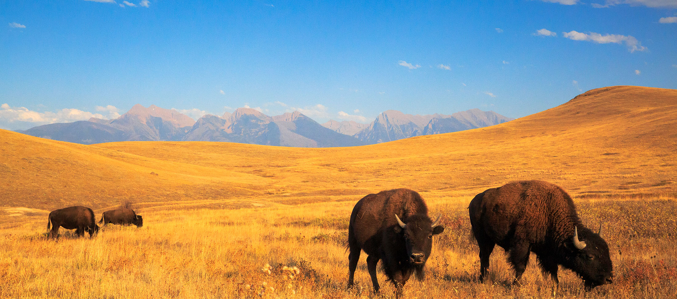 Do some wildlife viewing in the fall in Western Montana. Areas include the Lee Metcalf National Wildlife Refuge, Glacier National Park and the CSKT Bison Range.